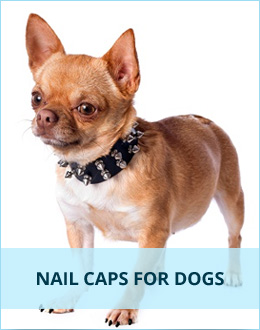 soft nail caps for dogs